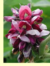 Пуэрария волосистая (Pueraria hirsuta) Пуэрария волосистая (Pueraria hirsuta)